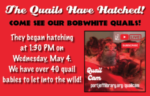The Quails Have Hatched! Come see our Bobwhite Quails! They began hatching at 1:30pm on Wednesday, May 4. We have over 40 quail babies to let into the wild!